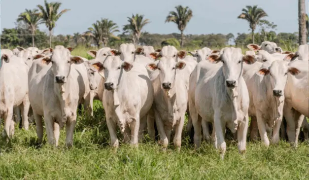 O Governo do Tocantins, através da Agência de Defesa Agropecuária (Adapec), ampliou o prazo para emitir a Guia de Trânsito Animal (GTA) até o dia 10 de junho, com a declaração de informações pecuárias, sem o pagamento de multa