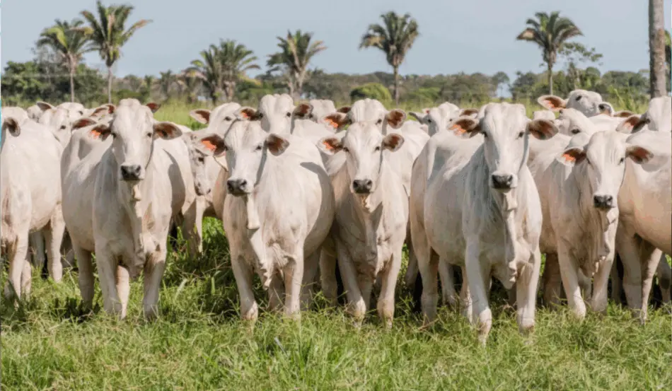 O Governo do Tocantins, através da Agência de Defesa Agropecuária (Adapec), ampliou o prazo para emitir a Guia de Trânsito Animal (GTA) até o dia 10 de junho, com a declaração de informações pecuárias, sem o pagamento de multa