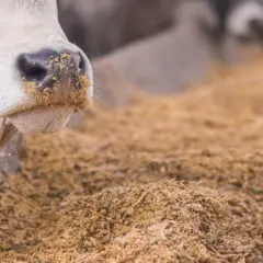 Boi confinado se alimentando de DDG como suplemento nutricional
