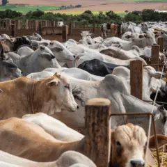 Seco e frio, inverno eleva preocupações do pecuarista com o rebanho 
