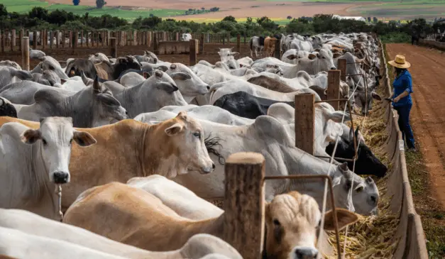 Seco e frio, inverno eleva preocupações do pecuarista com o rebanho 