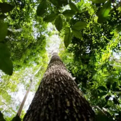 Amazônia