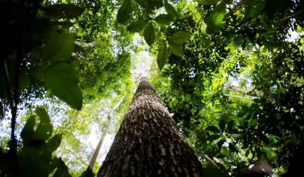 Amazônia