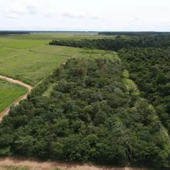 A imagem demonstra o experimento de recomposição de reserva legal na Embrapa Agrossilvipastoril