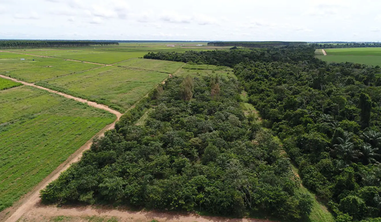 A imagem demonstra o experimento de recomposição de reserva legal na Embrapa Agrossilvipastoril A imagem demonstra o experimento de recomposição de reserva legal na Embrapa Agrossilvipastoril