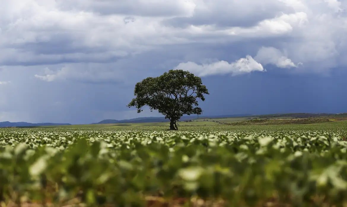 Vankka Carbon: a Climate Tech que une agro, inovação e créditos de carbono no Brasil
