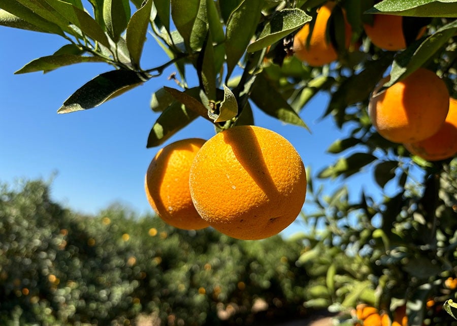 Embrapa lança duas novas variedades de laranja mais precoces e com suco de maior qualidade