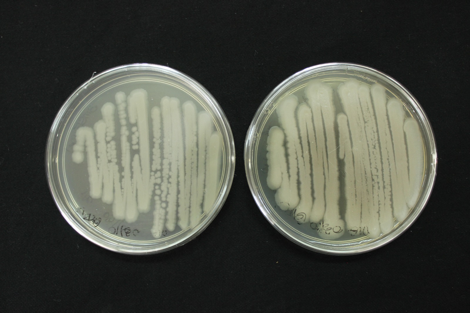 Embrapa promove curso sobre controle de qualidade de bioinsumos à base de Bacillus