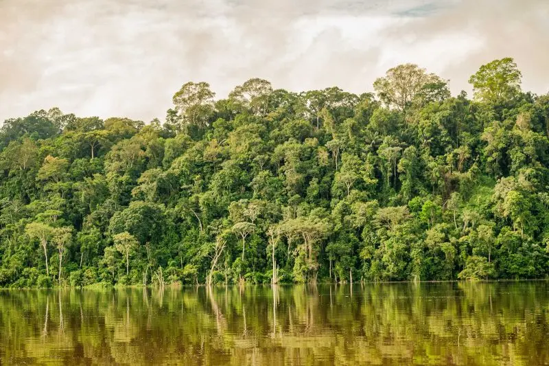 Floresta Amazônica Floresta Amazônica
