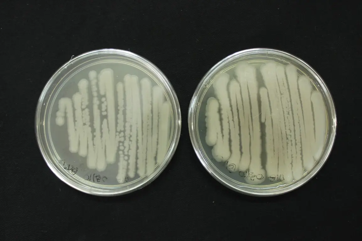 Embrapa promove curso sobre controle de qualidade de bioinsumos à base de Bacillus