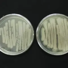 Embrapa promove curso sobre controle de qualidade de bioinsumos à base de Bacillus