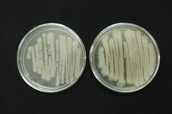 Embrapa promove curso sobre controle de qualidade de bioinsumos à base de Bacillus