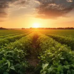 Lush soybean crop at sunset, generative IA