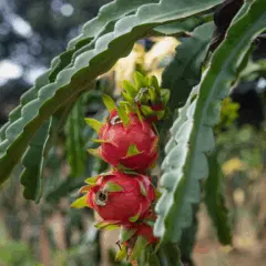Evento colocou em pauta cultivares geneticamente superiores da pitaia e boas práticas de manejo
