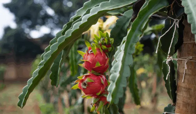 Evento colocou em pauta cultivares geneticamente superiores da pitaia e boas práticas de manejo