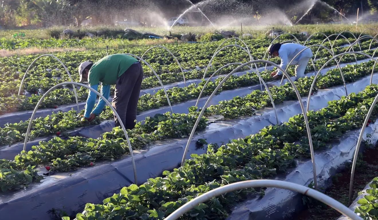 agricultura familiar
