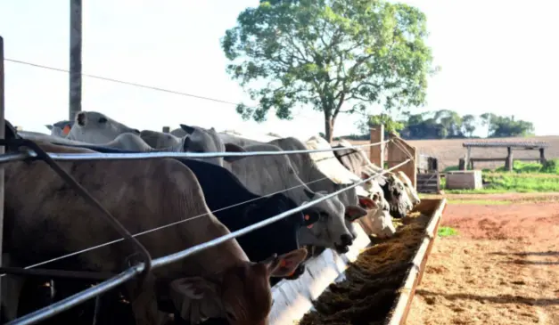 Alimentação de animais