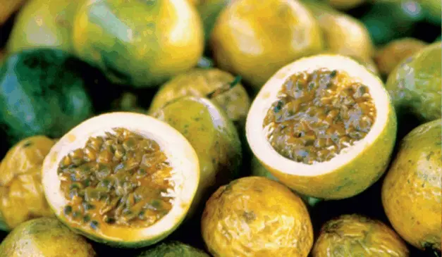 A Companhia Integrada de Desenvolvimento Agrícola de Santa Catarina (Cidasc) definiu o vazio sanitário do maracujazeiro para o ano de 2025