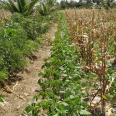 cultivo consorciado
