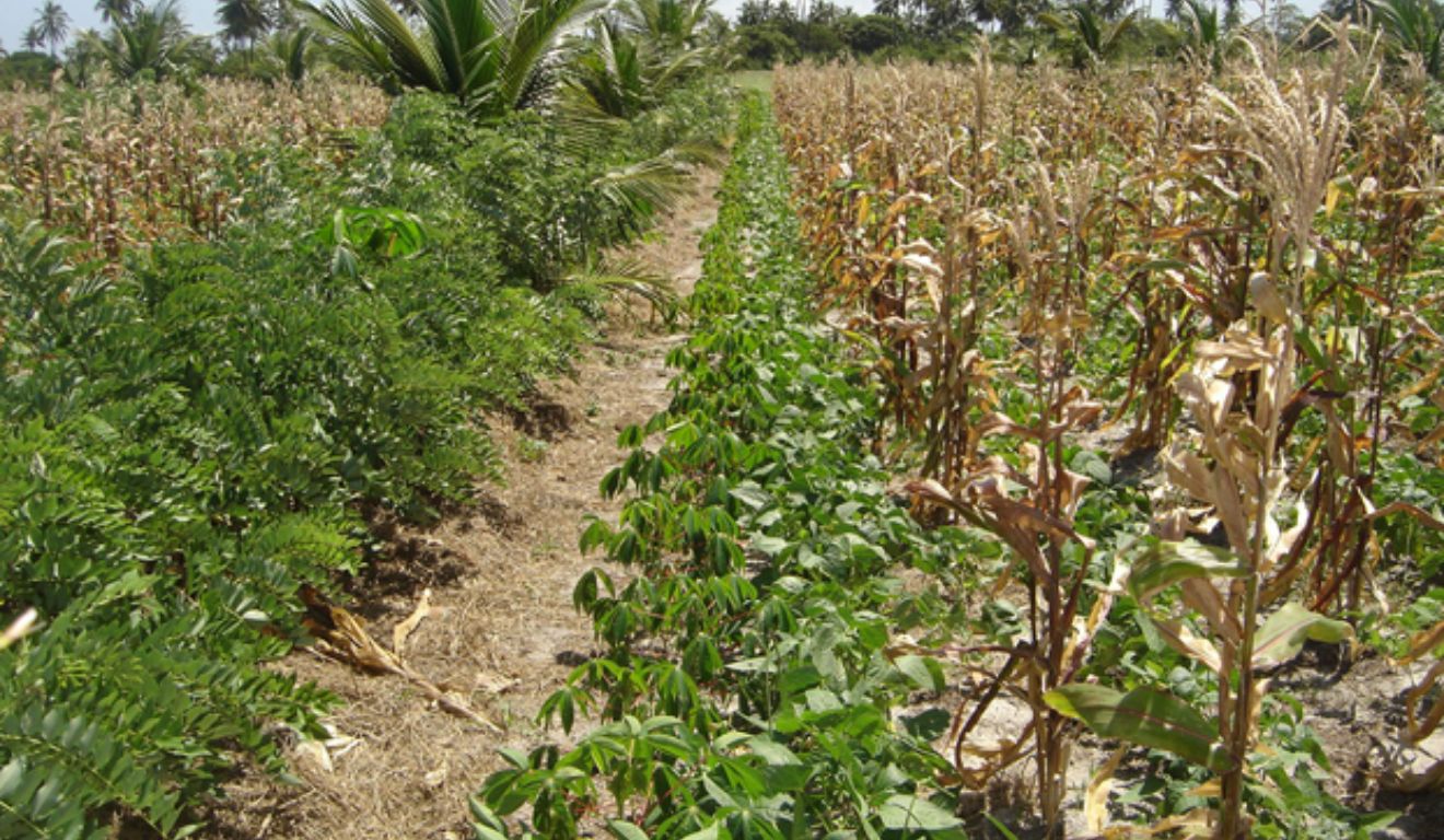 cultivo consorciado cultivo consorciado