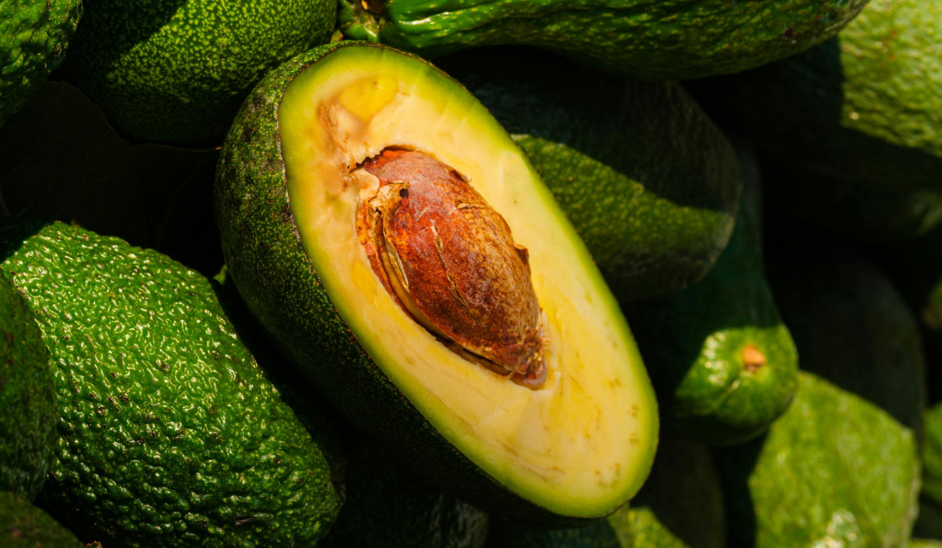 O Espírito Santo se consolidou, em 2024, como o quarto maior produtor de abacate do Brasil, impulsionado pelo aumento do consumo de alimentos saudáveis e pela expansão das áreas produtivas no estado
