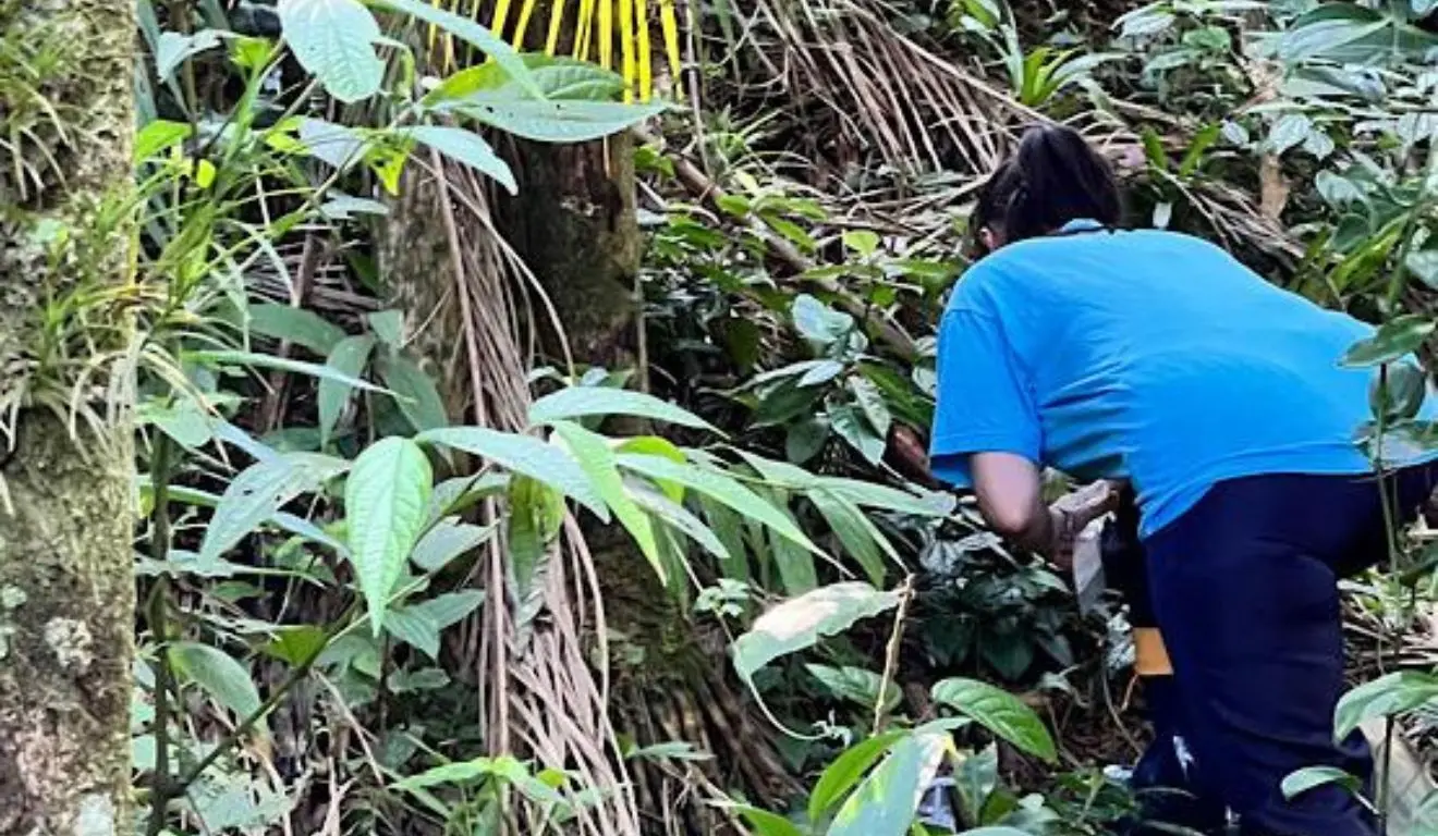 Mata Atlântica