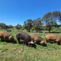 Porco moura