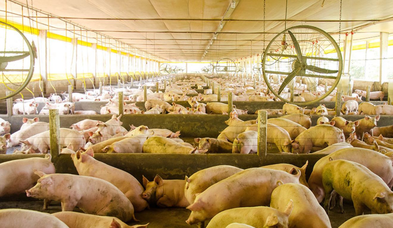 software voltado para produção de suínos