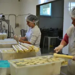 Santa Catarina debate futuro do palmito com foco em inovação, tributos e meio ambiente