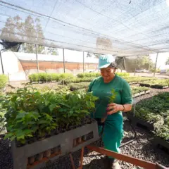 viveiros