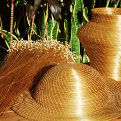 Capim-dourado