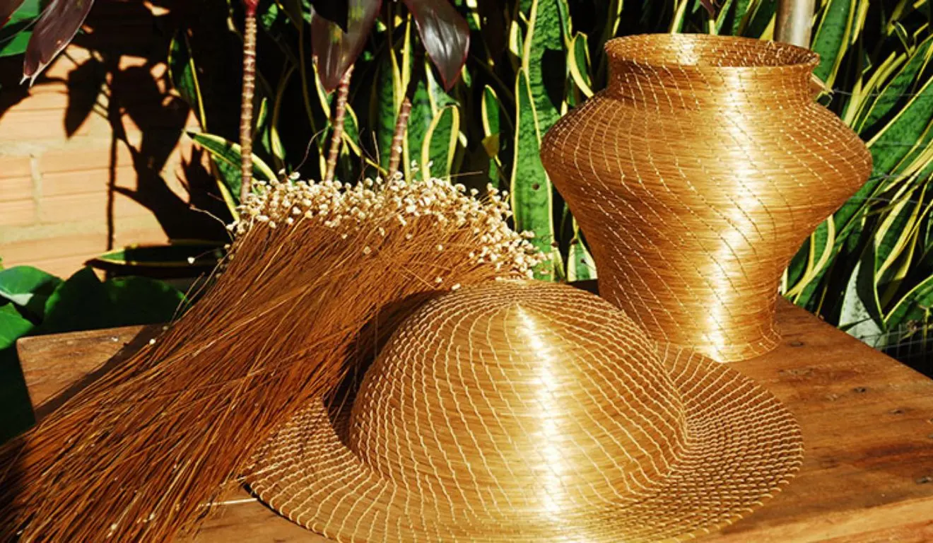 Capim-dourado Capim-dourado