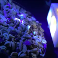 USP desenvolve tecnologia que analisa grãos de café com precisão e baixo custo