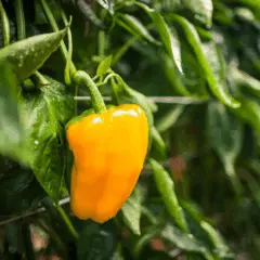 Com apoio técnico e cultivo protegido, Espírito Santo bate recorde na produção de pimentão
