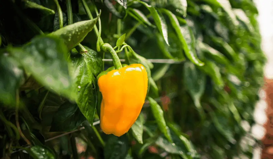 Com apoio técnico e cultivo protegido, Espírito Santo bate recorde na produção de pimentão Com apoio técnico e cultivo protegido, Espírito Santo bate recorde na produção de pimentão