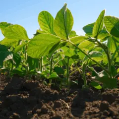 Foto: Ministério da Agricultura e Pecuária