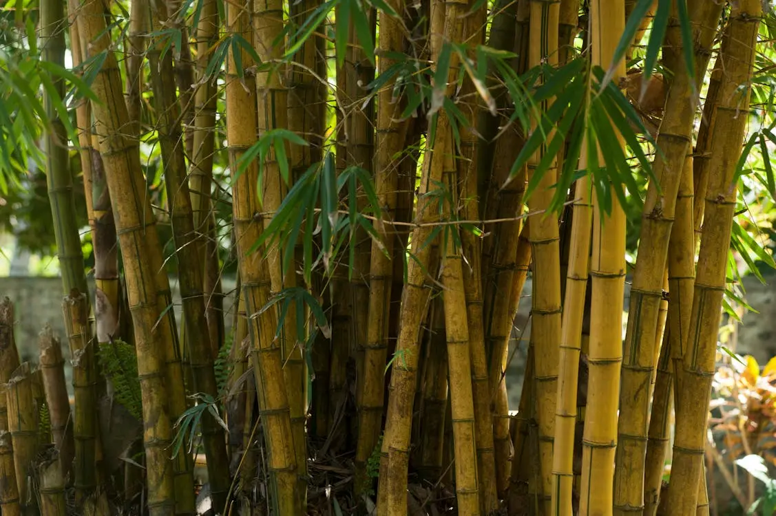 Bambu brasileiro Bambu brasileiro