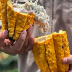 cacauicultura