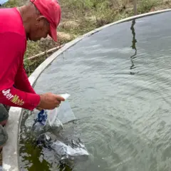 Mais de 270 mil alevinos são distribuídos em Alagoas para fortalecer segurança alimentar e renda no campo
