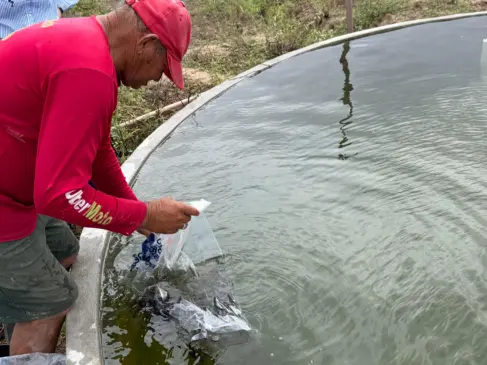 Mais de 270 mil alevinos são distribuídos em Alagoas para fortalecer segurança alimentar e renda no campo