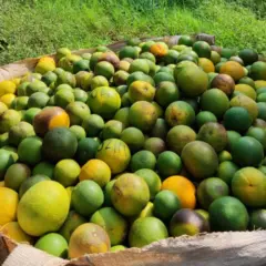 greening