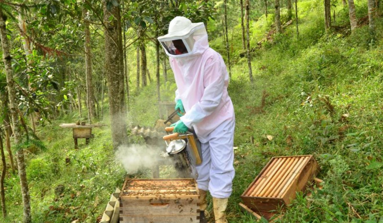 Apicultor com traje de proteção ao lado de colmeias usadas na apicultura migratória Apicultor com traje de proteção ao lado de colmeias usadas na apicultura migratória