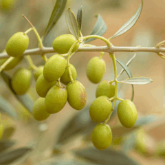 Foto: Mahmoud Yahyaoui/Pexels
