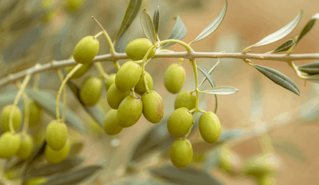 Foto: Mahmoud Yahyaoui/Pexels