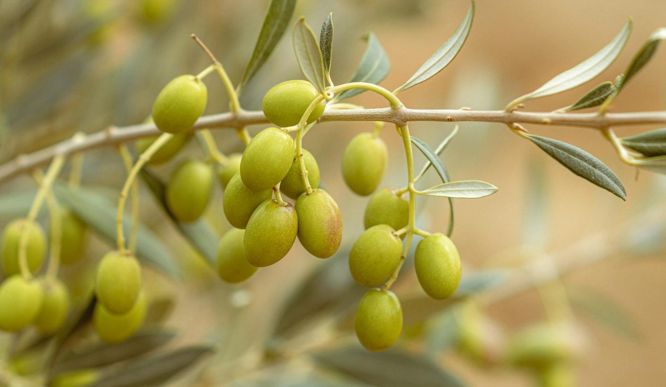 Foto: Mahmoud Yahyaoui/Pexels