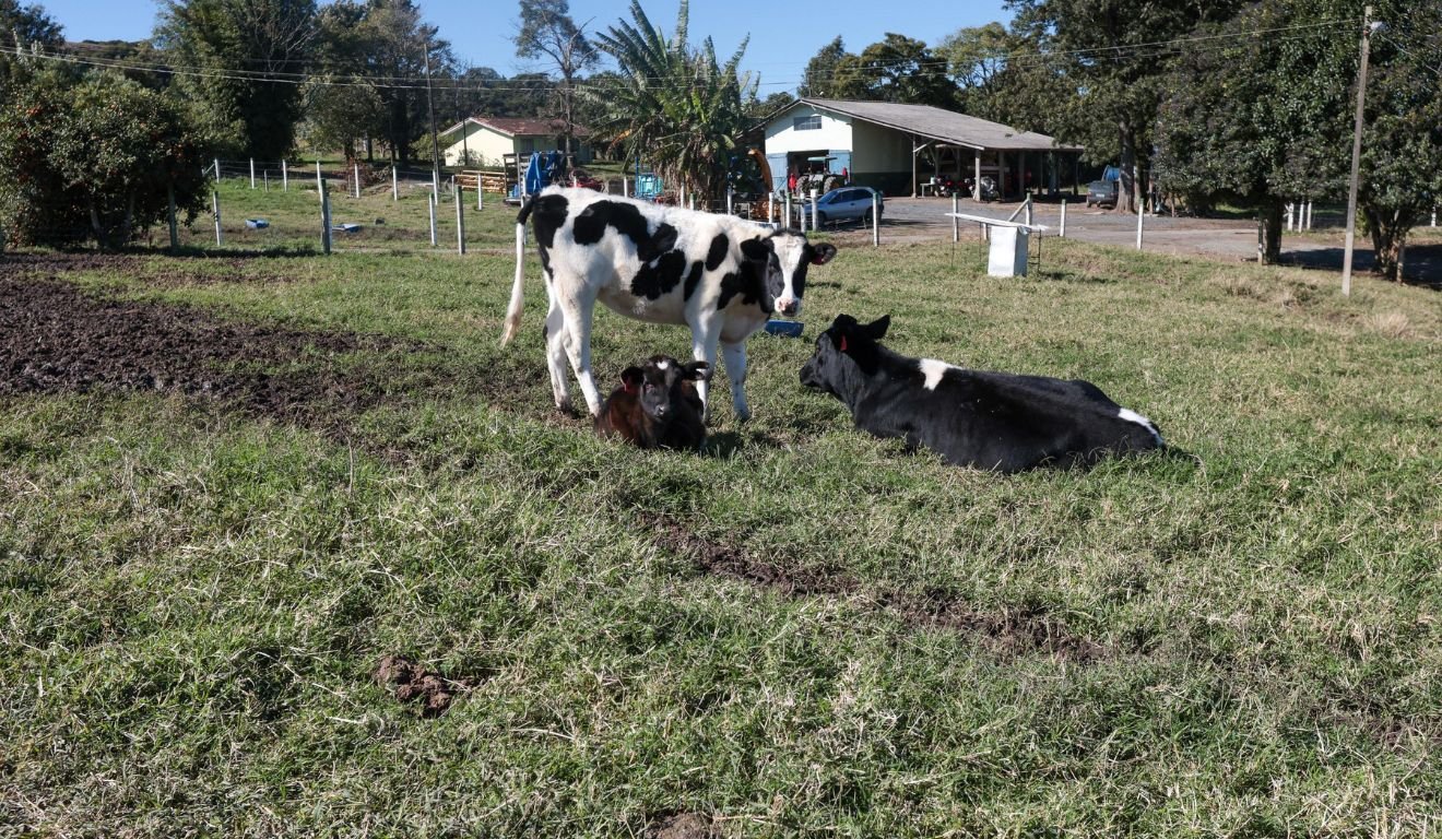 Bovinocultura de corte e leite cresceu no Paraná em 2024, aponta Deral