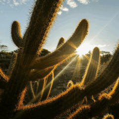 Foto: Leonardo Dourado/Pexels