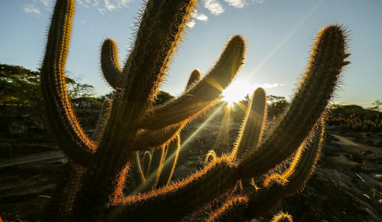 Foto: Leonardo Dourado/Pexels