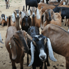 Paraíba investe na caprinocultura no Curimataú com foco em genética, leite e abatedouros