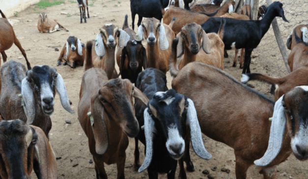 Paraíba investe na caprinocultura no Curimataú com foco em genética, leite e abatedouros Paraíba investe na caprinocultura no Curimataú com foco em genética, leite e abatedouros
